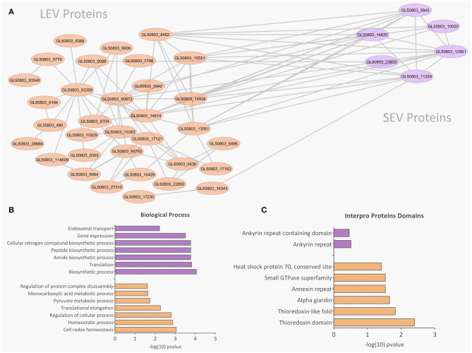 Protein-protein interaction, biological processes, and Pfam domains related to SEV and LEV exclusive proteins. Orange and purple color indicates exclusive proteins identified in LEV and SEV, respectively. (A) Protein-protein interactions between the exclusive proteins of LEV and SEV. (B,C) Biological processes and Pfam enriched domains are shown, respectively.
