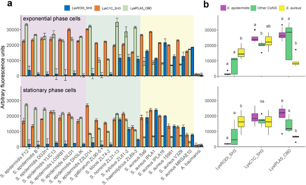 Binding specificity of CBDs from three anti-staphylococcal endolysins. (a) Binding capacity of RODI_CBD, C1C_CBD and IPLA5_CBD to a set of staphylococcal strains expressed as arbitrary fluorescence units. The background shades indicate the different bacterial species. (b) Summary and statistical comparison of the results in (a). Comparisons were made between results of each CBD class, grouped by staphylococcal strain (thus S. epidermidis vs. Other CoNS vs. S. aureus within each CBD). The Dunn test with Bonferroni adjustment was applied for multiple comparisons, and the significance of comparisons is depicted as small letters on top of each distribution box (different letters mean a statistically significant difference for a significance level of 0.05, ns means non-significant differences found within the class).