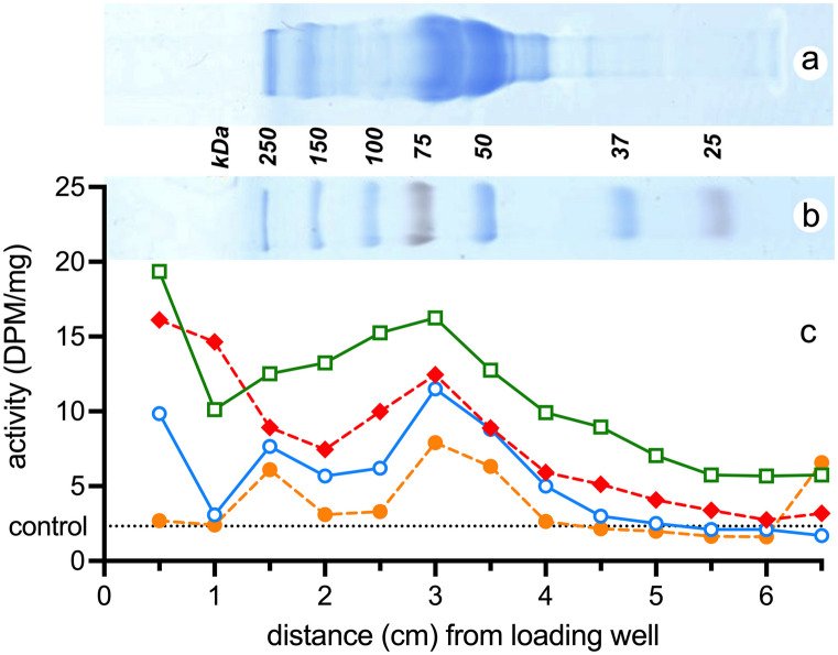 Distribution of cannabidiol binding to PAGE-separated rat plasma proteins at different ages (E19 orange circles dashed line, P4 blue circles solid line, P12 red diamonds dashed line, adult green squares solid line). Gel incubated overnight with 10 mg/kg cannabidiol traced with.3H-cannabidiol. Results expressed as disintegrations per minute, DPM, per mg of gel. a Separated plasma from E19 fetuses stained with Coomassie blue aligned to graph. b Separated kDa molecular standards aligned to graph. Note that the peak counts correspond to position of albumin, 66.5 kDa. The x-axis represents the distance (cm) of each segment from the loading well, total length of each gel was 6.5 cm. A full set of gels is presented in Supplementary Fig. 5
