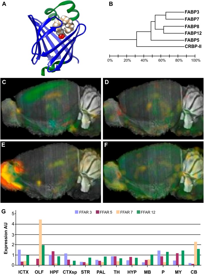 Structure and brain expression patterns of FABPs. (A) Cartoon based on crystal structure of human FABP3 complex with palmitic acid (PDB-ID: 6AQ1) (Yan et al., 2018). The β-barrel, array of 10 antiparallel β-strands, is shown in blue, and the helix-tur-helix motif cap is shown in green, with the palmitic acid (in filled-balls model) adopting a U-shaped conformation inside. (B) Dendrogram showing relationship between identity of sequence between FABPs expressed in neural tissues. Also belonging to the same folding, CRBP-II was included as and outlier. (C–F) Brain left hemisphere sagittal projection showing expression of FABP3, FABP5, FABP7 and FABP12, respectively, based on ISH data. FABP8 expression in mice brain is not significant. (G) Quantification of relative brain expression from ISH data for neural FABPs isoforms. AU: Arbitrary units. For brain regions references see legend of Figure 1. Image credit for panels C–F: Allen Institute. © 2007 Allen Institute for Brain Science. Allen Mouse Brain Atlas. Available from: http://mouse.brain-map.org/search/. Panel G was constructed from data available through Allen Mouse Brain Atlas website.