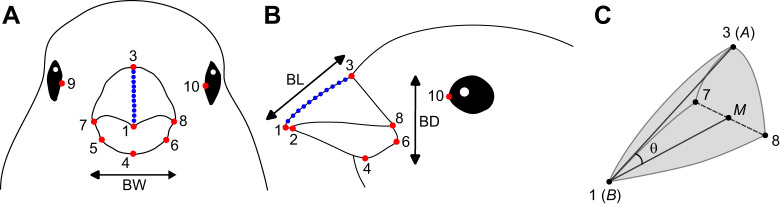 Schematic representation of landmark placement and beak angle calculation. Overview of landmark positions and beak measurements in frontal view (A) and lateral view (B). Regular landmarks are indicated in red, semi-landmarks are indicated in blue. (C) Schematic representation of the upper beak to visualize calculation of the upper beak angle (θ). Numbers refer to the same landmarks as depicted in A and B. Letters refer to Eqn 1. Landmarks: (1) tip of the upper beak, (2) tip of the lower beak, (3) central base of the upper beak (base of the culmen), (4) central base of the lower beak (base of the gonys), (5) right base of the lower beak, (6) left base of the lower beak, (7) right corner of the gape, (8) left corner of the gape, (9) frontal end of the right eye, (10) frontal end of the left eye. BD, beak depth; BL, beak length; BW, beak width. Bird head drawings were modified after Mielke and Van Wassenbergh (2022).