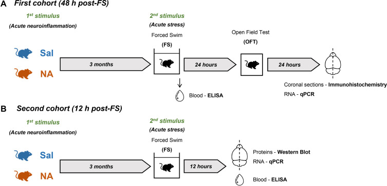 Diagram showing two experimental timelines for mouse cohorts. Panel A: First cohort receives saline or neuroinflammation stimulus, followed by forced swim test after 3 months, then blood collection, open field test after 24 hours, and brain and RNA analysis after another 24 hours. Panel B: Second cohort follows same initial steps but brain and blood are collected 12 hours after forced swim, analyzed by western blot, qPCR, and ELISA.