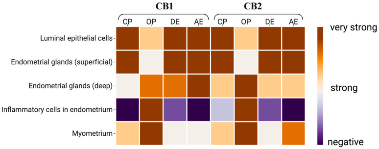 Heat map of CBs immunoreactivity at the cellular level in uterine tissue. CP: closed-cervix pyometra, OP: open-cervix pyometra, DE: diestrus, AE: anestrus.