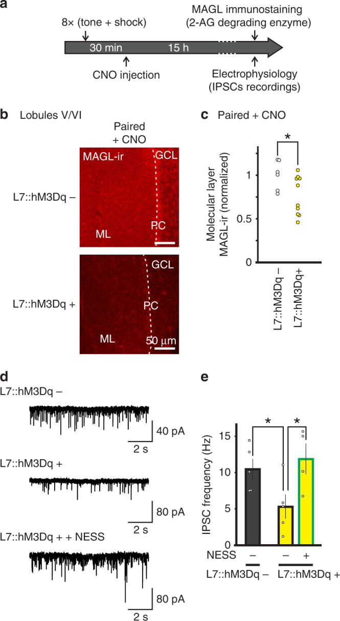 Activation of Gq pathways in Purkinje cells after learning reduces MAGL expression in the cerebellum and blocks the learning-induced increase in GABA release.a Experimental protocol. Animals were subject to fear conditioning on day 1 and administered with CNO 30 min later, and immunostaining of MAGL and sIPSC recordings were performed 15 h after learning. b Typical MAGL immunofluorescence images obtained from L7::hM3Dq+ and L7::hM3Dq− mice (see below for the number of independent replications). c Group data showing a lower MAGL immunoreactivity in L7::hM3Dq+ (n = 10 animals with measurement in at least two different slices each) compared to L7::hM3Dq− mice (n = 6 animals with measurement in at least two different slices each, two-sided paired t-test, P = 0.044). d Representative traces of spontaneous IPSCs recorded in stellate cells from L7::hM3Dq− (top) and L7::hM3Dq+ (middle and bottom). e Group data showing that sIPSC frequency in stellate cells from L7::hM3Dq+ mice (n = 5 cells) is lower than in stellate cells from L7::hM3Dq− mice (n = 5 cells, two-sided unpaired t-test, P = 0.044) and increased during application of the CB1 receptor antagonist NESS0327 (n = 4 cells, two-sided unpaired t-test, P = 0.041). Data in e are presented as mean values ± SEM. Statistical analysis and P values can be found in Supplementary Table 4 and original data in the Source Data file.