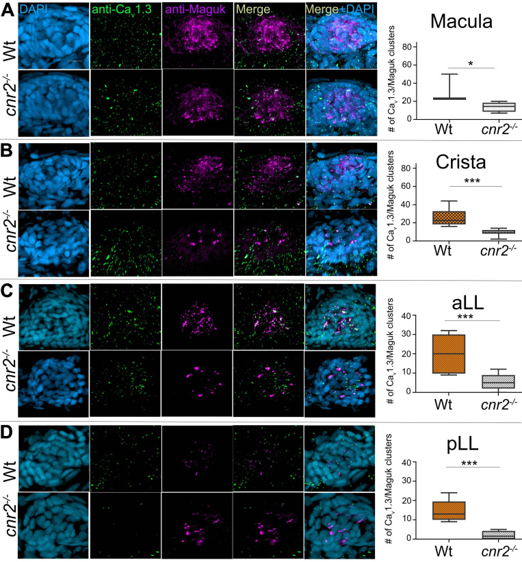 Immunofluorescent labeling of pre-synaptic calcium channels (Cav1.3) and post-synaptic densities (PSDs, Maguk) and quantification of clustering in HCs of 5dpf wildtype and cnr2upr1/upr1 larvae. (A) Top views of wildtype (top lane) and mutant (lower lane) macula that were stained with anti-Cav1.3 (green) and anti-Maguk (magenta) and counterstained with DAPI. Clusters of Cav1.3 puncta and Maguk foci were quantified. (B) Top views of wildtype and mutant cristae. (C) Top views of wildtype and mutant NMs from the aLL (IO2). (D) Top views of wildtype and mutant NM form the pLL (L1). Scale bar = 20 microns. Whisker boxes show all values with minimum and maximum. Significance is represented as * (*p < 0.05 and ***p < 0.003).