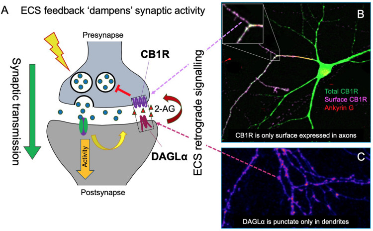 Schematic of the synaptic organization of the ECS. (A) The ECS is highly polarized and unlike nearly all neurotransmitter systems it acts retrogradely. The most abundant endocannabinoid, 2-arachidonoylglycerol (2-AG), is synthesized by the postsynaptic enzyme DAGLα and released to activate presynaptically localized cannabinoid receptors (CB1R) to suppress neurotransmitter release and reduce synaptic activity. (B) Representative image of total and surface expression of N-terminally GFP-tagged CB1R. CB1R is widely distributed in intracellular compartments in neurons, but only stably surface expressed in axons, particularly at the axon terminal. The image shows surface (non-permeabilized, purple) and total (permeabilized, green; colocalization shows as white) CB1R labeled with anti-GFP antibody. The axon was identified by Ankyrin G labeling, red (triple colocalization shows as yellow) (Fletcher-Jones et al. previously unpublished image). (C) Correspondingly, DAGLα is highly localized at the postsynapse. GFP-DAGLα (human) expressed in hippocampal neurons is highly punctate in dendrites consistent with postsynaptic localization (blue = low intensity, purple = high intensity) (Fletcher-Jones et al. previously unpublished image).