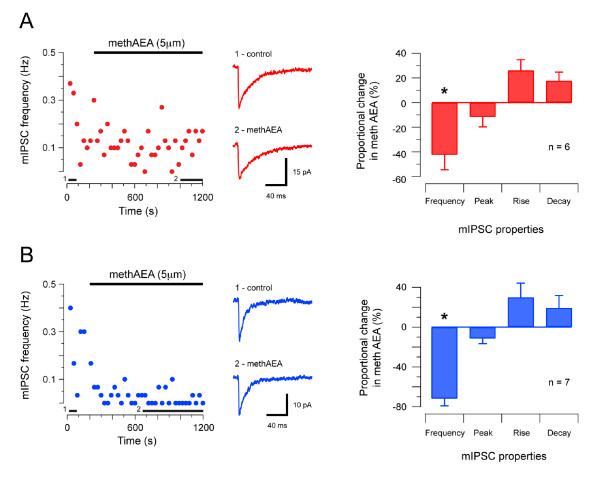 Effect of methanandamide on GABAAR-mediated synaptic transmission in SDH and DDH neurons. A Plot showing GABAAR-mediated mIPSC frequency (holding potential - 70 mV) in an SDH neuron during bath application of methAEA (5 μm, upper bar). mIPSC frequency declines significantly in the presence of methAEA. Middle traces are averaged mIPSCs (n = 15) in control conditions and after 10 minutes in methAEA. Black bars above x-axis indicate when averaged mIPSCs were obtained. Plot on right summarizes proportional changes to GABAAR-mediated mIPSC properties in methAEA. mIPSC frequency is reduced and rise time is slowed, however, mIPSC peak amplitude and decay time constant are not altered. B Effect of methAEA on GABAAR-mediated mIPSCs in DDH neurons (presented in same format as A). methAEA significantly reduced GABAAR-mediated mIPSC frequency, however, mIPSC peak amplitude, rise time, and decay time-constant were not altered in DDH neurons. Each data point on left panels in A and B represent averaged instantaneous mIPSC frequency, binned in 15 s intervals.
