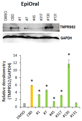 Effects of novel C. sativa extracts on the levels of TMPRSS2 in the normal uninduced EpiOral tissue models. Three tissue samples were used per treatment group. Protein extracts were prepared from each sample, and equal amounts of each sample in each group were pooled together. Each bar is an average (with SD) from three technical repeat measurements. * - p<0.05, Student’s t-test.