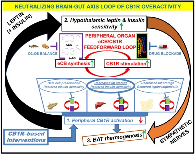 Downstream effects of peripheral CB1R blockers on the restoration of CB1R-LepR-MC4R axis homeostasis. Administration of the drug would have direct effects on the “feed-forward” loops of eCB/CB1R overactivity present in the peripheral organs of metabolic disease patients. The purple and green boxes linked cyclically by the red arrows represent a zoomed-in view of how various eCB/CB1R system-based interventions alleviate metabolic dysfunction within individual organs. The drug would directly bind to CB1Rs in peripheral tissues and prevent binding of endogenous eCBs. Increased consumption of Omega-3 fatty acids relative to Omega-6 fatty acids, either via whole foods or by supplementation, can augment the drug's efficacy via reduction of eCB ligand synthesis. The downstream effects of inhibiting the peripheral CB1R stimulation (1, blue box) would manifest as increased sensitivity to both leptin and insulin within the hypothalamus (2, black box), despite a likely reduction in the plasma levels of these hormones. Because the hypothalamus exerts top-down control over peripheral and central energy homeostasis, there would be additional downstream effects produced by alterations to the sympathetic nervous system, notably an increase in BAT thermogenesis (3, orange box). Importantly, the increased “browning” of WAT promoted by CB1R blockade (blue arrow from box 1 to box 3) would synergize with these centrally mediated effects to increase overall energy expenditure.