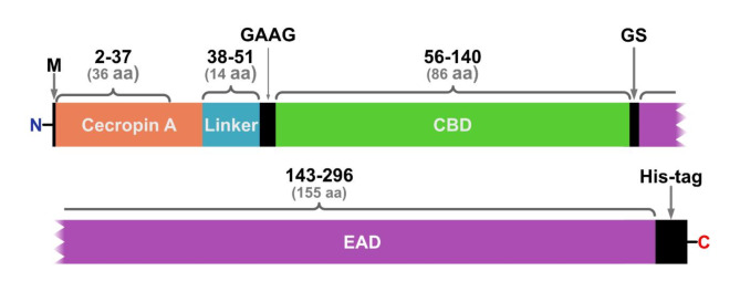 Block model of MLE-15 (M, start codon; GAAG/GS, cleavage sites).