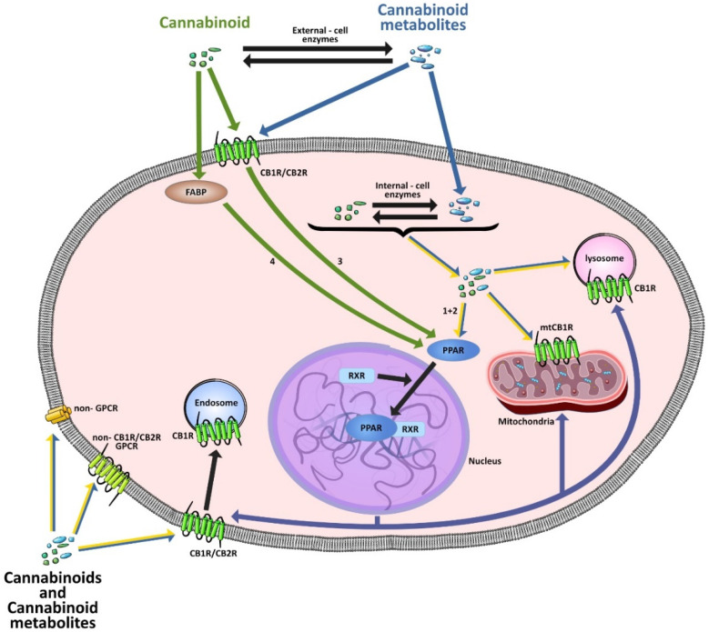 Interactions between PPARs and the ECS. The blue-yellow arrows (1, 2) and green arrows (3, 4) indicate the different mechanisms of action of cannabinoids on PPARs. Navy blue lines indicate PPAR modulation of ECS gene expression, such as receptors, enzymes, and transport proteins. The figure does not include the influence of PPARs on expression of enzymes such as cyclooxygenases, lipoxygenases, or FAAH for the sake of clarity. Abbreviations: CB1R, cannabinoid receptor type 1; CB2R, cannabinoid receptor type 2; mtCB1R, mitochondrial cannabinoid receptor type 1; FABPs, non-fatty acid-binding proteins; non-CB1R/CB2R GPCRs, G protein-coupled receptors other than CB1R or CB2R; non-GPCR, other receptors targeted by cannabinoids; PPAR, peroxisome proliferator-activated receptor; RXR, retinoid X receptor.