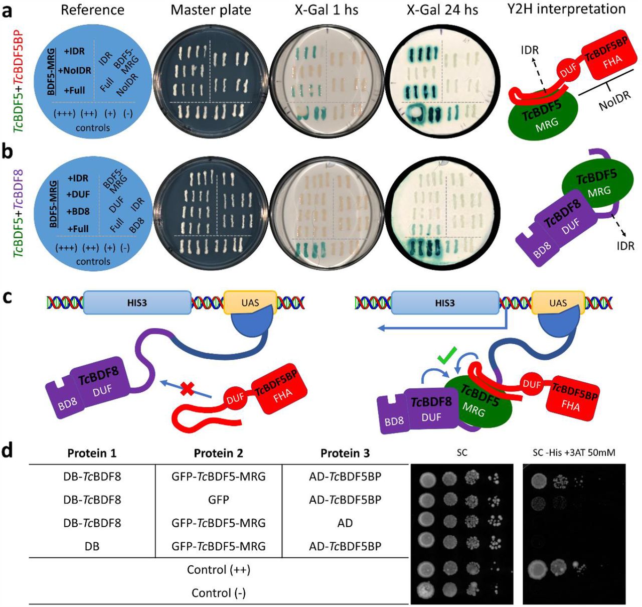 Y2H and Y3H assays validate the formation of the predicted TcBDF5-MRG mediated trimer.(a) Y2H assay between different versions of TcBDF5BP and the MRG domain of TcBDF5 β-galactosidase as reporter gene. Control strains are shown below the horizontal line, autoactivation strains were streaked to the right of the vertical line and interaction tests strains expressing TcBDF5-MRG and different versions of TcBDF5BP are to the left of the vertical line. An interpretation of the assay is show as a cartoon to the right. IDR: CDS containing just the IDR of TcBDF5BP. NoIDR: CDS containing TcBDF5BP without its IDR. Full: Full length of TcBDF5BP. (b) Y2H between different versions of TcBDF8 and the MRG domain of TcBDF5. As before, a similar distribution of the strains was applied. IDR: CDS containing just the IDR of TcBDF8. DUF: CDS containing just the DUF of TcBDF8. BD8: CDS containing just the BD of TcBDF8. Full: Full length of TcBDF8. (c) Depiction of the Y3H assay set to validate the simultaneous binding of TcBDF8 and TcBDF5BP to different surfaces of TcBDF5-MRG. (d) Results of the Y3H assay performed as spot growth assay using HIS3 as reporter gene. The proteins co-expressed in each strain are shown in the table. Serial dilutions of each strain were deposited from left to right as drops in SC (growth control) and SC -His +3AT (test) and incubated for 6 days at 30 °C. DB: GAL4 DNA binding domain. AD: GAL4 activation domain.