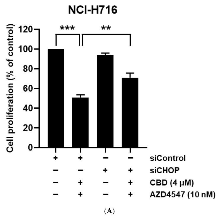Validation of CHOP involvement in combination treatment-induced apoptosis. (A) Cell proliferation assay showing the effect of CHOP (DDIT3) knockdown by siRNA (siCHOP) in NCI-H716 cells. ** p < 0.01, *** p < 0.001 compared with siControl cells under the same treatment condition. The + and − signs indicate the presence (+) or absence (−) of each treatment. (B) Western blot analysis showing changes in CHOP and cleaved PARP (c-PARP) levels after siCHOP transfection and subsequent treatment with AZD4547 (10 nM), CBD (4 μM), or their combination for 24 h. β-actin served as a loading control.