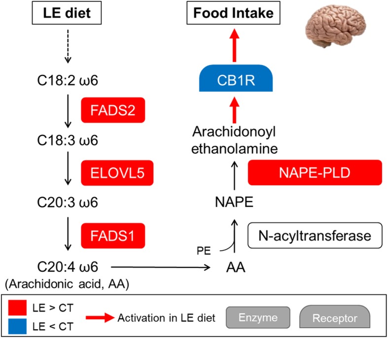 Proposed mechanism leading to an increased feed intake in the LE diet. Diet fatty acids are processed by FADS1, FADS2, ELOVL5 and FADS1, leading to the production of arachidonic acid (AA). The arachidonic acid eventually lead to the production of Arachidonoyl ethanolamine (AEA), thanks to the action of NAPE-PLD. The AEA acts on CB1R, leading to an increase in feed intake. FADS1 and 2: Fatty Acid Desaturase 1 and 2, ELOVL5: Elongation Of Very Long Chain Fatty Acids Protein 5, NAPE-PLD: N-Acyl Phosphatidylethanolamine Phospholipase D, CB1R: Cannabinoid Receptor 1, AA: Arachidonic Acid, PE: Phosphatidylethanolamine, NAPE: N-arachidonoyl phosphatidylethanolamine, AEA: Arachidonoyl ethanolamine (alias Anandamide)