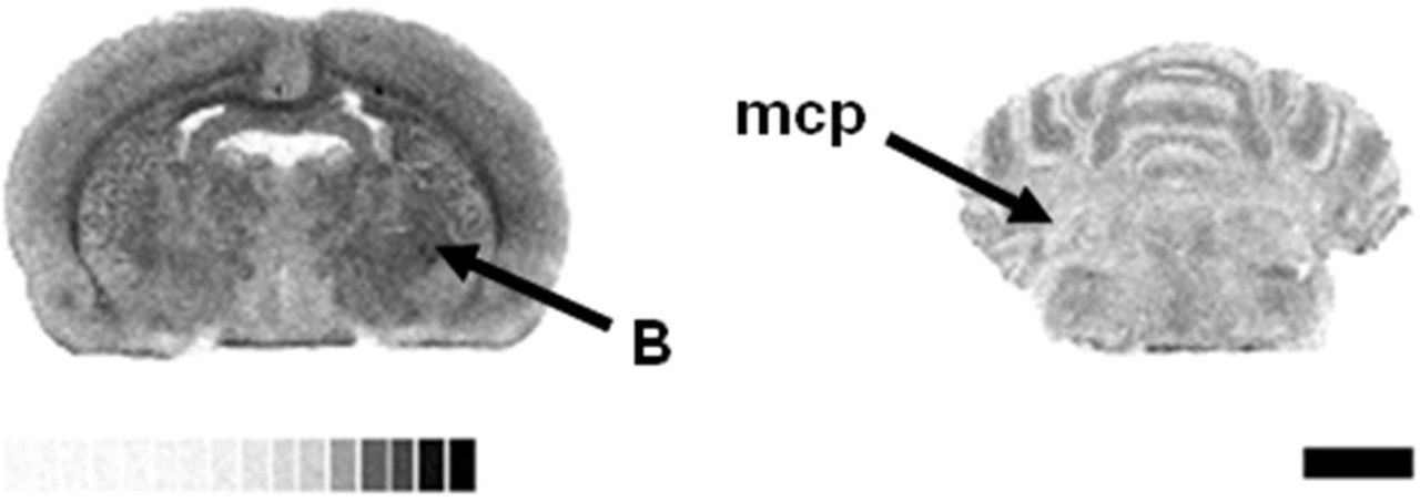 Detail of representative autoradiograms of [35S]GTPγS stimulated by the specific agonist of S1P1 receptor, CYM-5442 (10 μM), in rat brain showing the high binding at nucleus basalis magnocellularis (B), and the low activity at the middle cerebellar peduncle (mcp). [14C]-Standard (0 – 35000 nCi/g t.e.) Scale bar = 6 mm.