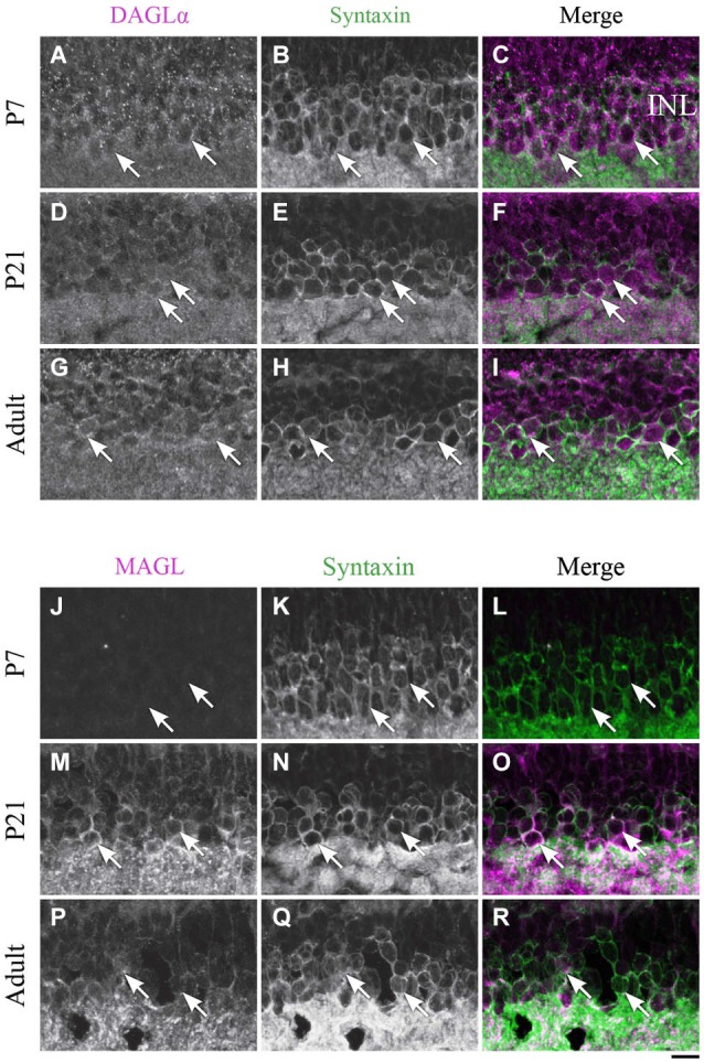 Expression of DAGLα and MAGL in amacrine cells. (A–R) confocal micrographs of P7, P21 and adult rat retinas co-immunolabeled for DAGLα (A–I) or MAGL (J–R) and the cell-type specific marker for the amacrine cells, syntaxin. DAGLα is localized in the cell bodies (arrows) of the amacrine cells from P1 to the adult age while MAGL is not detectable in these cells until P11. It is then expressed in the amacrine cells into adulthood. INL, inner nuclear layer. Scale bar = 10 µm.