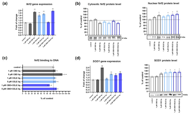 The effect of the DOTAP:POPC liposomes loaded with CBD, CELE, and their combinations on Nrf2 mRNA expression (a); Nrf2 translocation from cytosol to nuclei (b); the Nrf2–DNA-binding capacity (c) and SOD1 mRNA and SOD1 cytosolic protein expression (d) in U-87 MG cells after 48 h incubation. Data (mean ± SEM) are presented as fold changes relative to the control, which is defined as 100% for DNA-binding capacity and protein expression. A single asterisk (*) and double asterisk (**) denote statistical significance relative to the untreated control cells with p < 0.05 and p < 0.01, respectively.