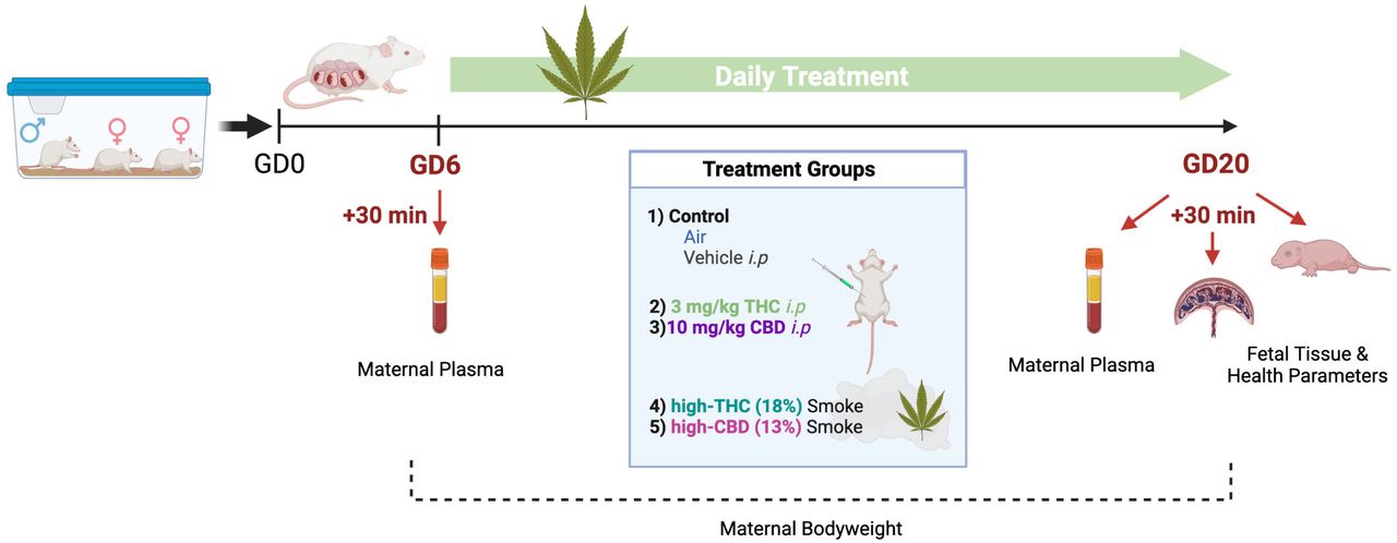 Experimental timeline for gestational Cannabis exposure. Rats were bred and treated once daily between gestational day (GD) 6 and 20 for 15 consecutive days of treatment. Maternal and fetal tissues were harvested 30 min following the first (GD6) and last (GD20) treatment. THC, CBD, and their metabolites were quantified in maternal plasma using high performance liquid chromatography tandem mass spectroscopy (HPLC-MS/MS). Protein samples from placenta and whole fetal brain were prepared for cytokine and chemokine quantification. Created with Biorender.com.