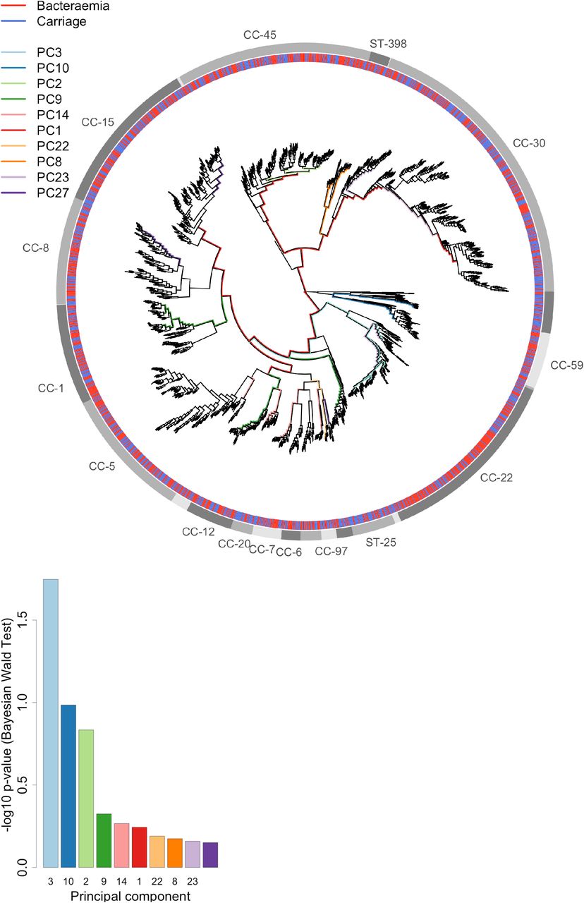 Association of Principal Components with carriage-vs-bacteraemia.(A) The branches corresponding to the 10 lineages most significantly associated with carriage-vs-bacteraemia are coloured on a maximum likelihood phylogeny of the study isolates. Branch lengths have been square-root transformed to discriminate closely related lineages. Clonal complexes are denoted in the outermost ring. The second outermost ring indicates isolate source (blue carriage, red bacteraemia) (B) Significance (negative log10 p-values) of the 10 most significantly associated PCs. A Bonferroni corrected threshold for significance is 10−4.6.