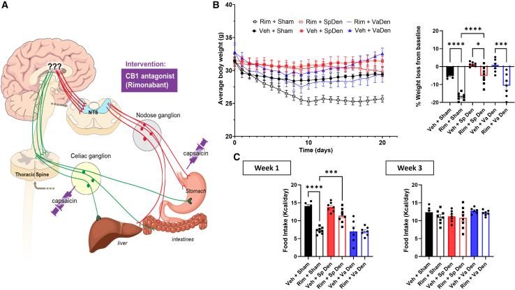Effects of splanchnic versus vagal sensory denervation on energy balance in response to cb1 antagonism(A) Schematic display of experiments examining the effects of CB1 antagonist (rimonabant) in mice with selective splanchnic vs. vagal afferent denervation.(B) Absolute body weights expressed in grams (g) (left) and percent (%) weight changes from baseline (right) after 20 days of rimonabant vs. vehicle administration in sham denervated, afferent splanchnic denervated, and afferent vagal denervated high-fat diet-induced obese C57BL/6J mice.(C) Average daily food intake expressed in (Kcal/day) during week 1 (left) and week 3 (right) of rimonabant vs. vehicle administration in sham-denervated, afferent splanchnic denervated, and afferent vagal denervated C57BL/6J mice.All results are presented as mean ± SEM (error bars). n = 6–8. One-way ANOVA was used to compare means between interventions. Statistical significances are denoted with asterisks as follows: ∗p ≤ 0.05, ∗∗∗p ≤ 0.0001, and ∗∗∗∗p ≤ 0.00001.