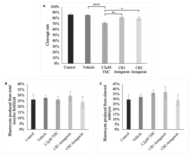 Developmental parameters of oocytes treated with THC and a selective cannabinoid antagonist. (A) Cleavage rate over total number of oocytes. Nine biological replicates of at least 60 oocytes/group were analyzed totalling 586 oocytes/group. (B) Blastocyst rate over total number of oocytes. Seven biological replicates of at least 60 oocytes/group was used for a total of 479 oocytes/group. (C) Blastocyst rate calculated over cleavage rate. Following the standard in vitro embryo production procedure, oocytes were matured in one of five groups: control, vehicle (1:1:18 ethanol:tween:saline), high (THC) (3.2 μM), CB1 antagonist (3.2 μM THC + 3.2 μM SR141716) and CB2 antagonist (3.2 μM THC + 3.2 μM SR144528). Mature cumulus oocyte complexes (COCs) were fertilized and cultured with the cleavage rate assessed at 48 h post-fertilization and blastocyst rate at day 8 post-fertilization. Bars represent the mean ± SEM. Significance is calculated compared to vehicle group. *p < 0.05, **p < 0.01, ****p < 0.0001.
