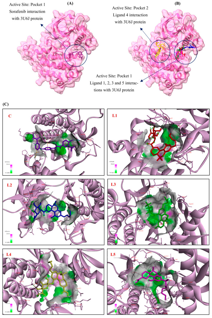 3D Molecular docking simulations of (A) Sorafenib and (B) the top five cannabinoid derivatives at the active site of VEGFR-2 (PDB ID: 3U6J), visualized using UCSF ChimeraX. (C) 3D and (D) 2D interaction diagrams depicting the binding poses of Sorafenib and the top five cannabinoid derivatives with VEGFR-2 (PDB ID: 3U6J), generated using BIOVIA Discovery Studio (C: Control, L1: Ligand 1, L2: Ligand 2, L3: Ligand 3, L4: Ligand 4, L5: Ligand 5). The ligands are color-coded for clarity: purple represents Sorafenib (C), red for 11-Nor-9-Tetrahydro Cannabinol-9-Carboxylate Acyl -D-Glucuronide (L1), blue for 11-Nor-9-Carboxy-Delta9-Tetrahydrocannabinol Glucuronide (L2), green for Cannabinol, Heptafluorobutyrate (L3), yellow for 11-9-Tetrahydro Cannabinol-9-Carboxylic Acid -D-Glucuronide (L4) and pink for Ajulemic acid (L5).