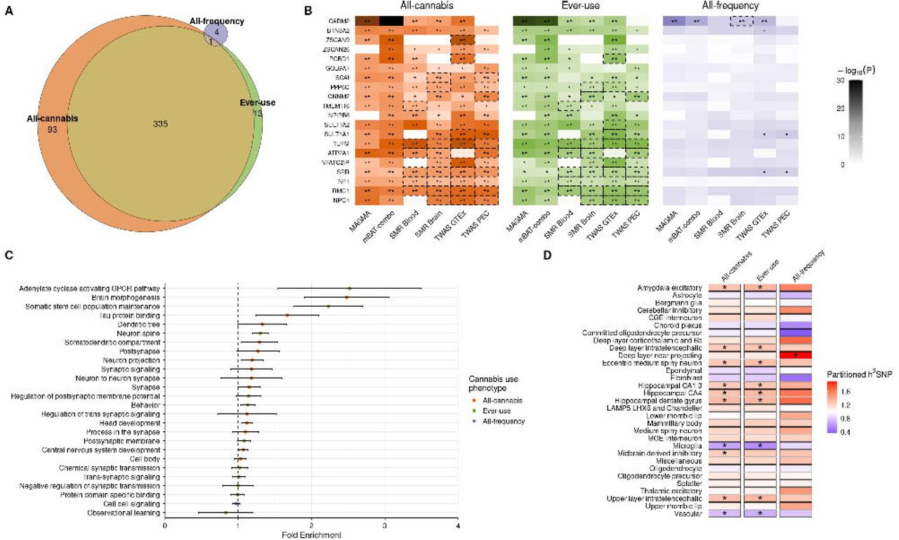 High confidence genes and functional annotation. A) Venn diagram of the number of unique significant (Bonferroni-corrected p-value pBonferroni<0.05) genes (i.e., Tier 3 genes) from six gene-based tests for each cannabis use trait. B) Top 20 Tier 1 and Tier 2 genes (based on mean -log10(p-value) across each phenotype) ordered by chromosomal location. C) Gene sets prioritized by MAGMA (pBonferroni<0.05), ranked by GSA-MiXeR fold enrichment. GSA MiXeR fold enrichment estimates with standard errors; the vertical dashed line denotes enrichment threshold (fold enrichment=1). D) SNP-heritability enrichment in 31 human brain cell type superclusters for 3 cannabis traits. *False discovery rate-corrected pFDR<0.05; **pBonferroni<0.05; dashed boxes highlight gene-based associations with colocalisation posterior probability >0.8 (TWAS) or HEIDI p>0.0.5 (SMR).