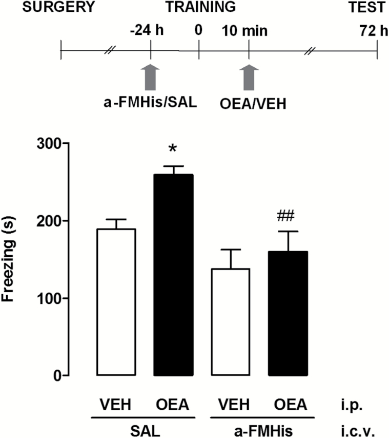 Effect of histamine neurotransmission on oleoylethanolamide (OEA)-induced freezing enhancement. The schematic drawing shows the sequence of procedures and treatment administrations. Latencies of α-FMHis groups did not significantly differ from controls. Data are expressed as means ± SEM of 10 to 14 animals for each group; ANOVA and Newman-Keuls posthoc test, *P<.05 vs saline (SAL) controls. ##P<.01 vs OEA/SAL.