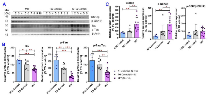 Evaluation of total and phosphorylated tau and GSK3β expression in brain tissues using the semi-quantitative Western blot analysis. (A) Representative immunoblots demonstrating the expression of tau, phospho-tau (p-tau), GSK3β, and phospho-GSK3β (Ser9) (p-GSK3β) proteins in brain tissues collected from individual mice. (B,C) Densitometric analysis of the relative protein expression levels of tau, p-tau, GSK3β, and p-GSK3β in the brain tissues collected from individual mice. MIT treatment significantly decreased the expression of tau and p-tau as well as the phosphorylated-to-total tau ratio compared with the vehicle control treatment in NTG (p < 0.001 for all) and TG (p < 0.01 for tau and phosphorylated-to-total tau ratio; p < 0.001 for p-tau) mice. MIT treatment significantly increased the expression of GSK3β and p-GSK3β compared with the vehicle control treatment in NTG (p < 0.01 for both) and TG (p < 0.01 for GSK3β; p < 0.05 for p-GSK3β) mice but had no significant effect on the phosphorylated-to-total GSK3β ratio. Data are presented as mean ± SD (N = 6 for the NTG control group, N = 9 for the TG control group, and N = 10 for the TG MIT treatment group). * p < 0.05, ** p < 0.01, and *** p < 0.001 compared between NTG control, TG control, and TG MIT treatment groups using the one-way ANOVA followed by a Tukey’s post hoc multiple comparison test.